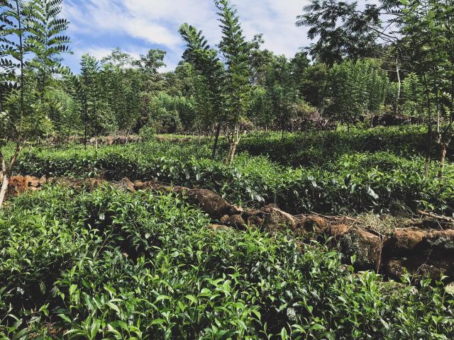 A Estate which consist of cinnamon, Tea and Coconut is for Sale. – photo 2