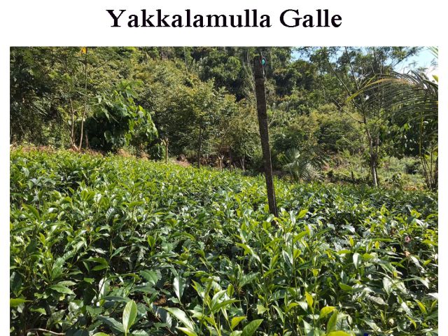 A Estate which consist of cinnamon, Tea and Coconut is for Sale. – photo 1