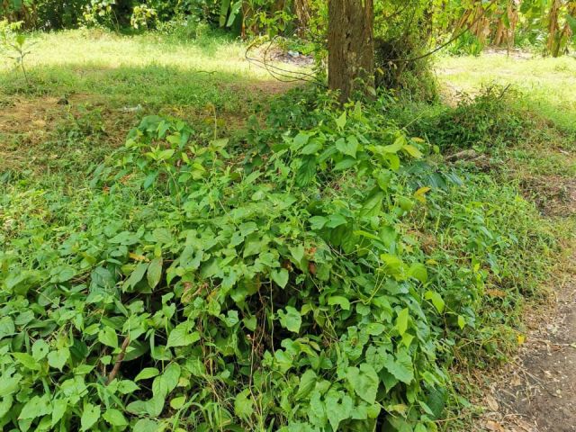 19 Perches Bare Land for Sale in Bokundara Piliyandala. – photo 2