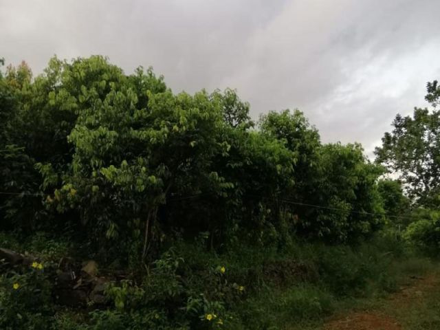 6 Acre Cinnamon Land For Sale in Kurudugahatekma. – photo 2